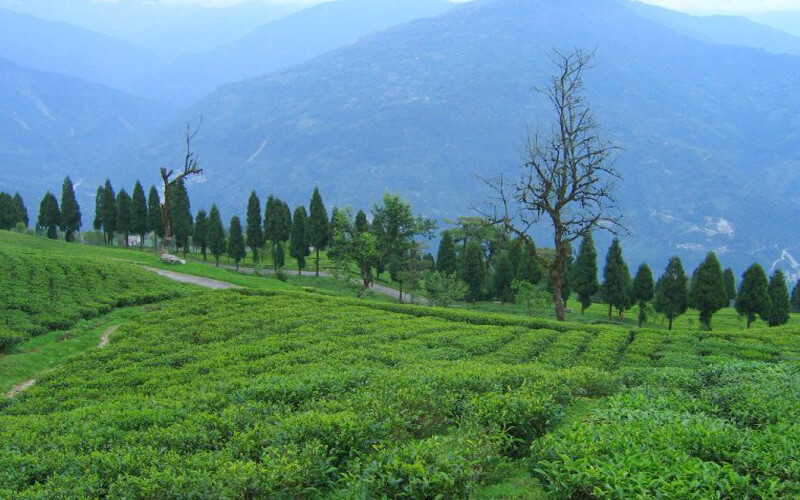 Sedan cab for Sikkim tours